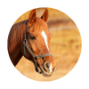 Equinos