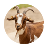 Caprinos