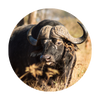 Bubalinos